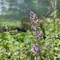 Nepeta faassenii 